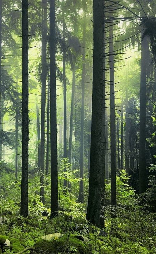 The Deforestation of Kancha Gachibowli: A Case Study